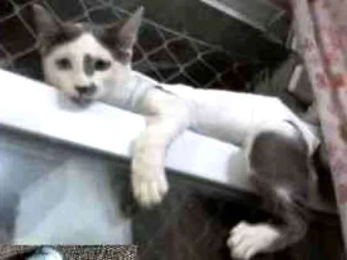 Gato raça SRD-ViraLata idade 1 ano nome Tom