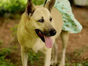 Cachorro raça SRD-ViraLata idade 4 anos nome Gaia