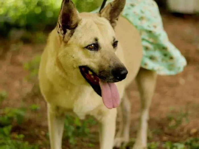 Cachorro ra a SRD-ViraLata idade 4 anos nome Gaia