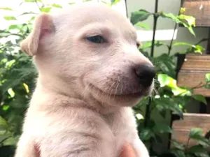 Cachorro raça Sem Raça Definida idade Abaixo de 2 meses nome Sem nome