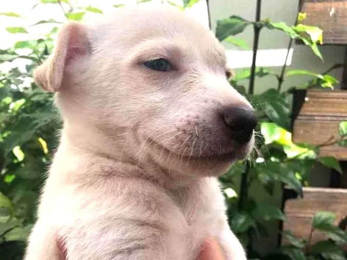 Cachorro raça Sem Raça Definida idade Abaixo de 2 meses nome Sem nome