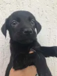 Cachorro raça Sem Raça Definida idade Abaixo de 2 meses nome Sem nome