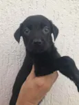 Cachorro raça Sem Raça Definida idade Abaixo de 2 meses nome Sem nome