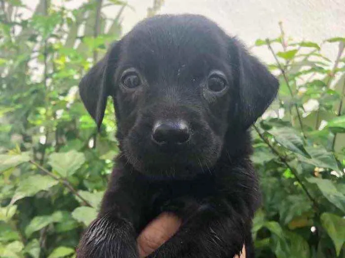 Cachorro raça Sem Raça Definida idade Abaixo de 2 meses nome Sem nome