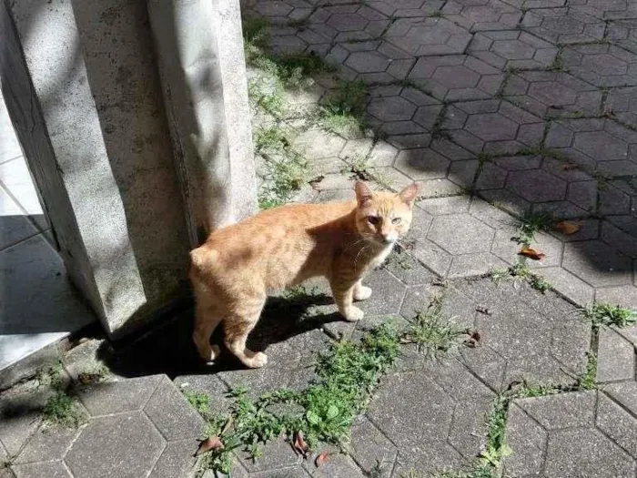 Gato ra a malhado (tabby) idade 2 a 6 meses nome Rabito