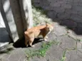 Rabito