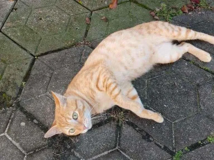Gato ra a malhado (tabby) idade 2 a 6 meses nome Rabito