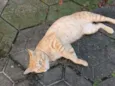 Rabito