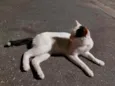 Bianco