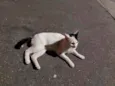 Bianco