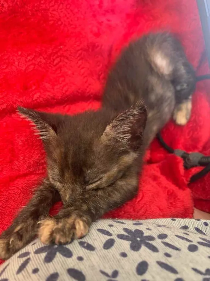 Gato ra a Indefinido  idade 2 a 6 meses nome Sem nome 