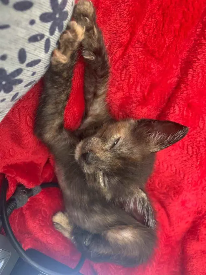 Gato ra a Indefinido  idade 2 a 6 meses nome Sem nome 