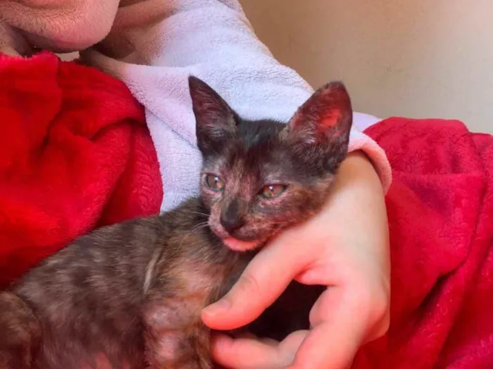 Gato ra a Indefinido  idade 2 a 6 meses nome Sem nome 