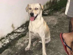 Cachorro raça  idade  nome Não tem 