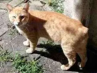 Gato ra a malhado (tabby) idade 2 a 6 meses nome Rabito