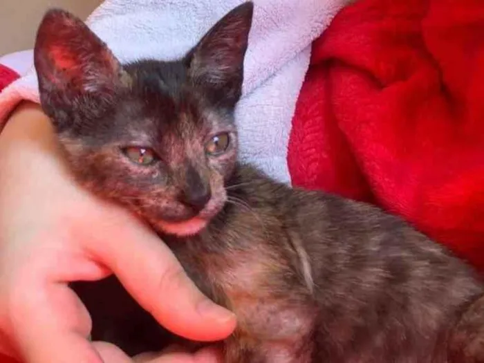 Gato ra a Indefinido  idade 2 a 6 meses nome Sem nome 