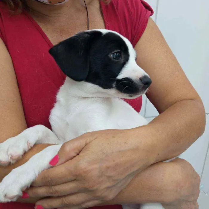 Cachorro raça Srd idade 2 a 6 meses nome Snoopy