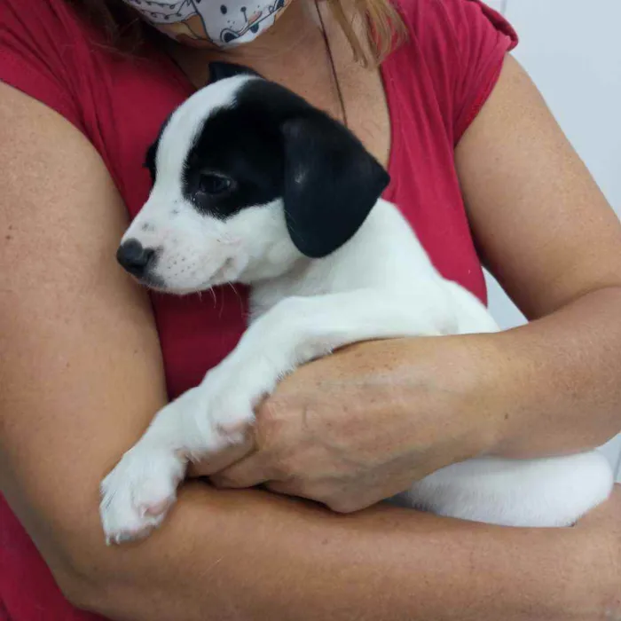 Cachorro raça Srd idade 2 a 6 meses nome Snoopy