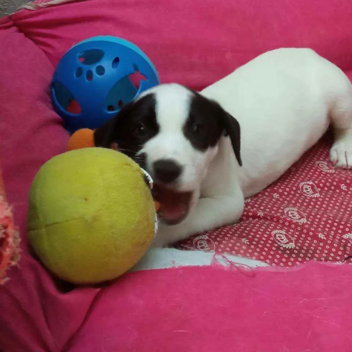 Cachorro raça Srd idade 2 a 6 meses nome Snoopy