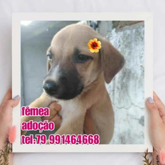 Cachorro raça Srd idade 2 a 6 meses nome Lola