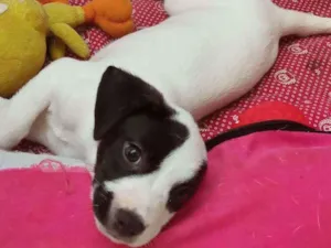 Cachorro raça Srd idade 2 a 6 meses nome Snoopy