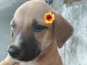Cachorro raça Srd idade 2 a 6 meses nome Lola