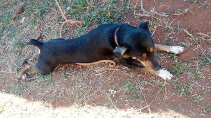 Cachorro ra a Rottweiler com desconhecido idade 2 anos nome Esnupe