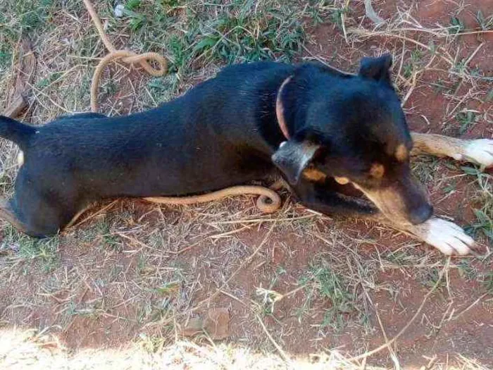 Cachorro ra a Rottweiler com desconhecido idade 2 anos nome Esnupe