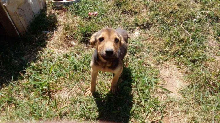 Cachorro ra a Chow Chow não puro idade 1 ano nome Bolinho