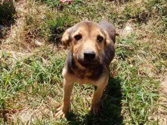 Cachorro ra a Chow Chow não puro idade 1 ano nome Bolinho
