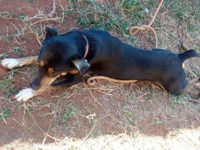 Cachorro ra a Rottweiler com desconhecido idade 2 anos nome Esnupe