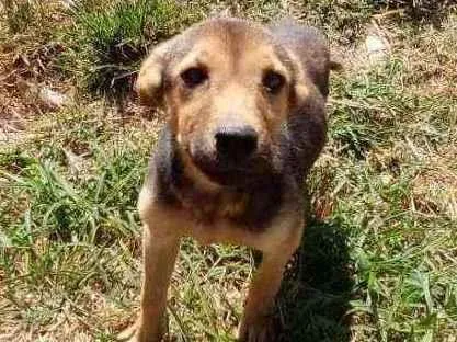 Cachorro ra a Chow Chow não puro idade 1 ano nome Bolinho