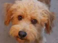 Benji