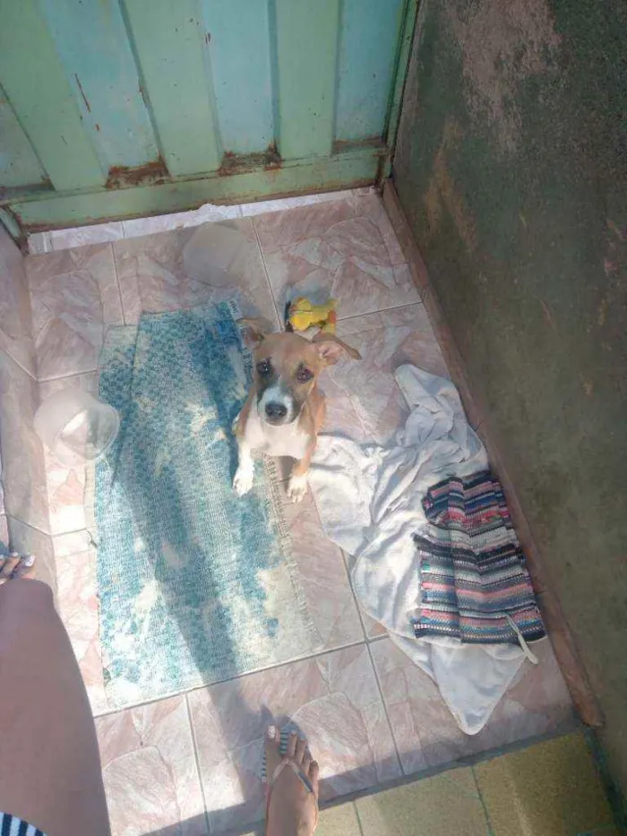 Cachorro raça Desconheçida idade 7 a 11 meses nome Kyara