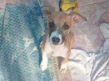 Cachorro raça Desconheçida idade 7 a 11 meses nome Kyara