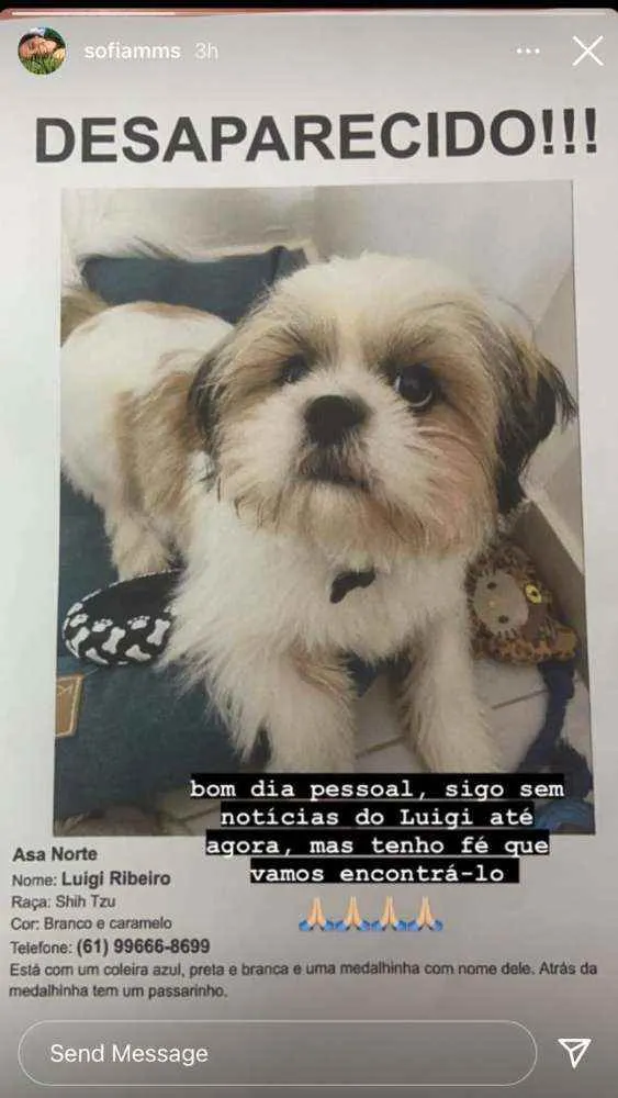 Cachorro ra a Shitzu idade  nome Luigi Ribeiro 