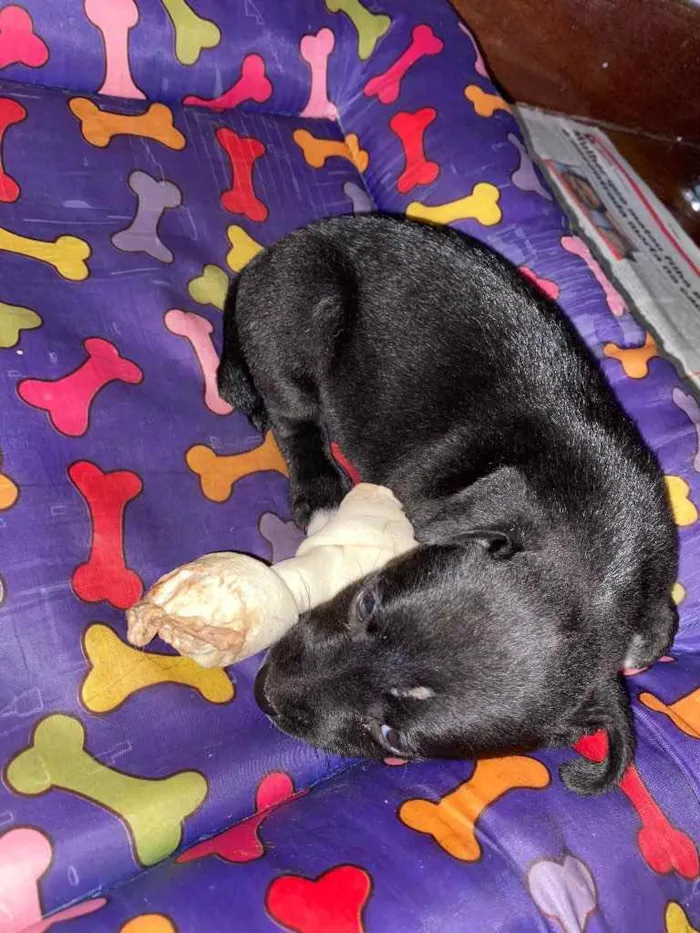 Cachorro ra a  idade Abaixo de 2 meses nome luna 