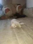 Filhotinhos de 2 mes