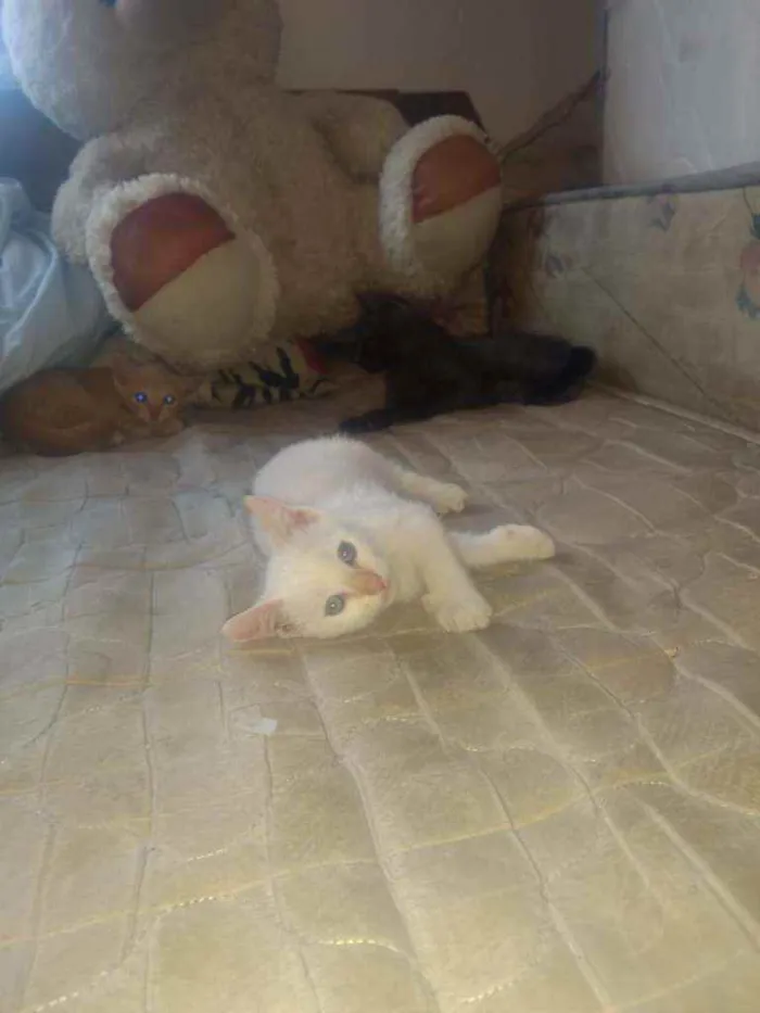 Gato raça Srd idade Abaixo de 2 meses nome Filhotinhos de 2 mes