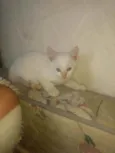 Filhotinhos de 2 mes