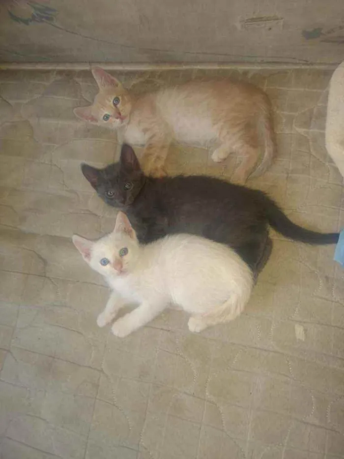 Gato raça Srd idade Abaixo de 2 meses nome Filhotinhos de 2 mes