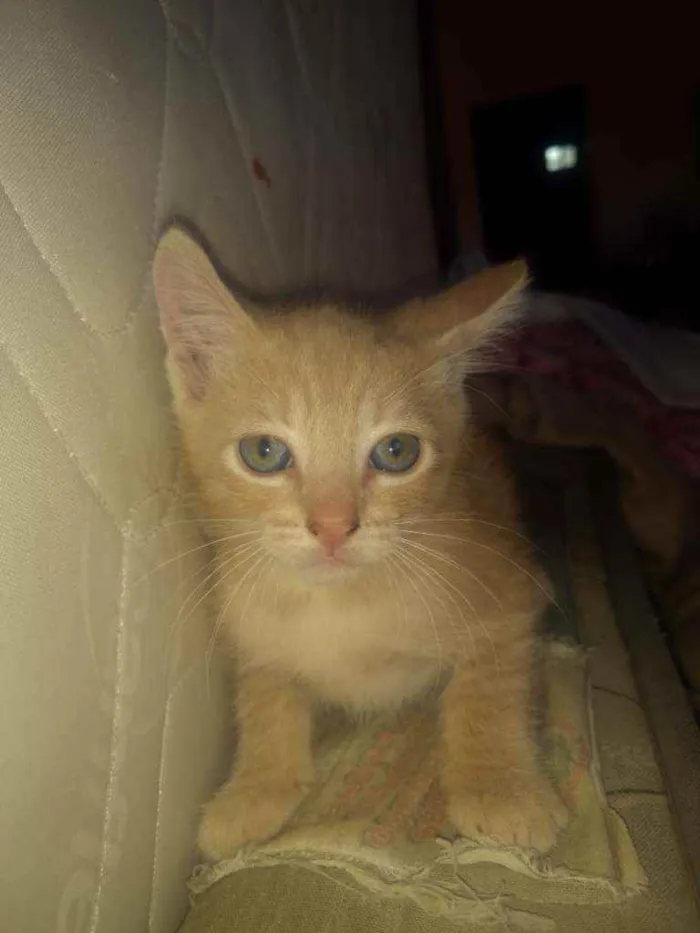 Gato raça Srd idade Abaixo de 2 meses nome Filhotinhos de 2 mes