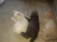 Filhotinhos de 2 mes