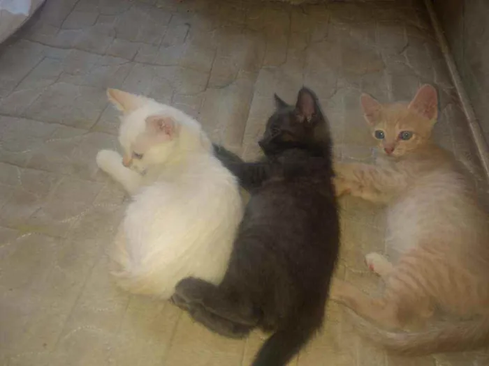 Gato raça Srd idade Abaixo de 2 meses nome Filhotinhos de 2 mes