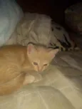 Filhotinhos de 2 mes