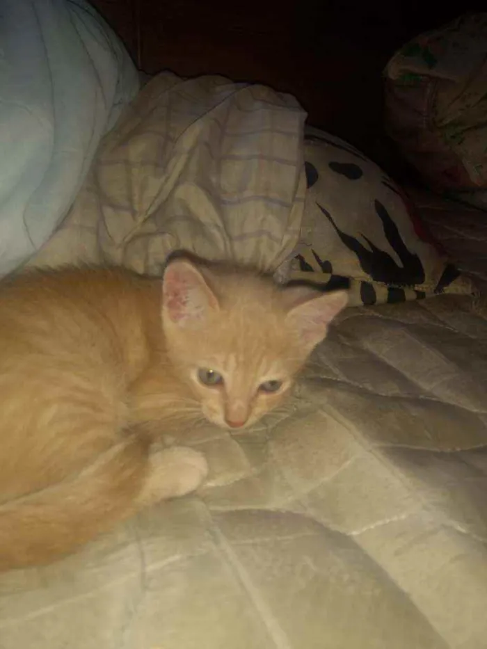 Gato raça Srd idade Abaixo de 2 meses nome Filhotinhos de 2 mes