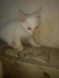 Filhotinhos de 2 mes