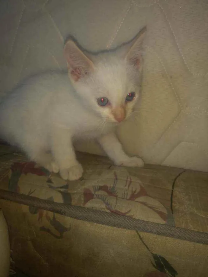 Gato raça Srd idade Abaixo de 2 meses nome Filhotinhos de 2 mes