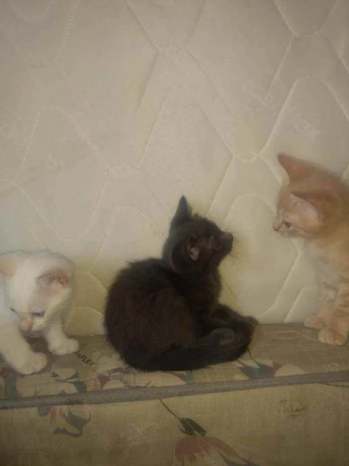 Gato raça Srd idade Abaixo de 2 meses nome Filhotinhos de 2 mes