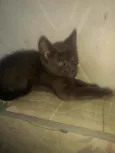 Filhotinhos de 2 mes